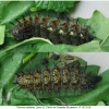 vanes atalanta larva5 volg6